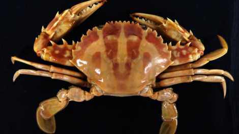 The crucifix crab Charybdis feriatus (Linneaus, 1758)